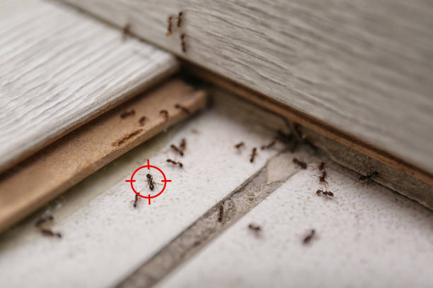 Best Affordable Pest Control Services  in Haddon Heights, NJ