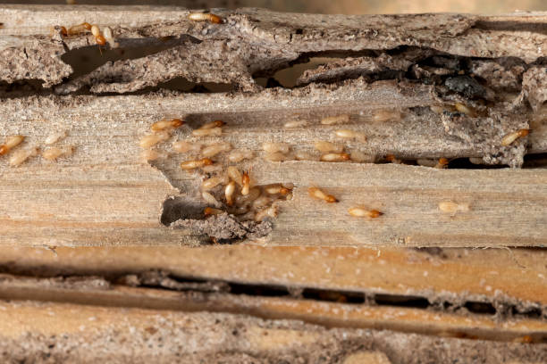 Best Residential Pest Control  in Haddon Heights, NJ